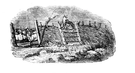 A Sheep Dog and Sheep Fold from History of British Birds and Quadrupeds